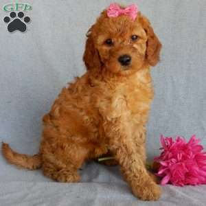 Bubbles (medium), Goldendoodle Puppy